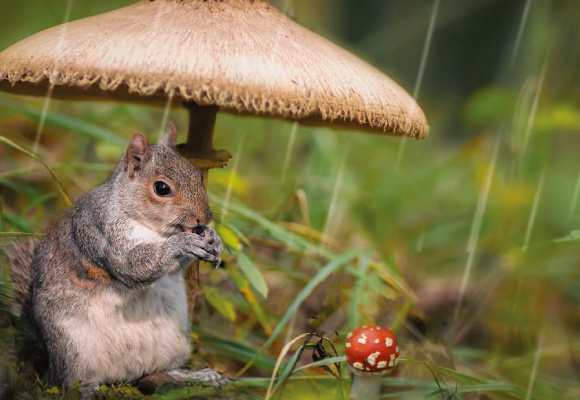 protocol NEB�̹���